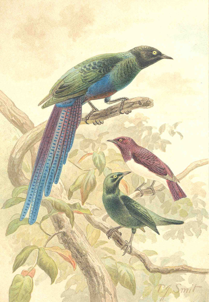 BIRDS. Glossy starlings 1894 old antique vintage print picture